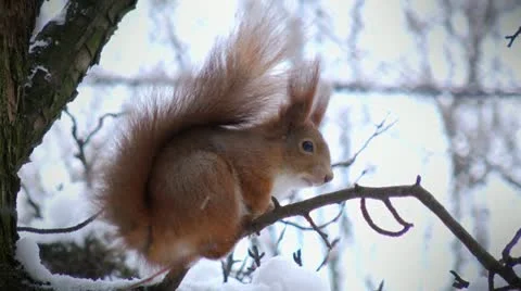 Cute squirrel Video stock 20435056