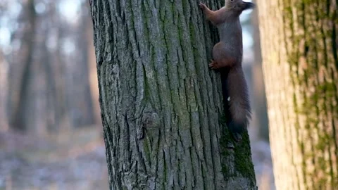 Cute squirrel in the forest Stock Footage 171976882