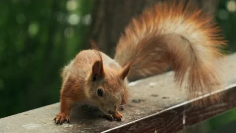Cute squirrel in the forest. Paws of a squirrel. Red squirrel Stock Footage 194537807