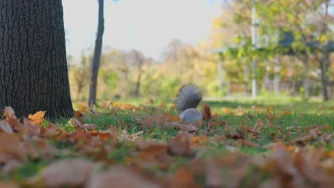 Cute squirrel found an acorn in the autumn foliage and took it in his teeth.  Stock Footage 221435668