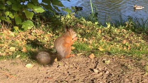 A cute squirrel gnaws a nut in an autumn park. Stock Footage 94698963