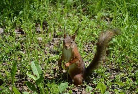 Cute squirrel in the grass looking at you Stock Photos