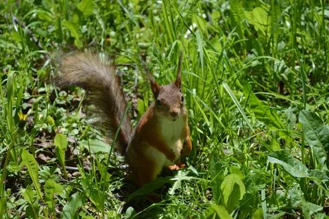 Cute squirrel in the grass looking at you Stock Photos