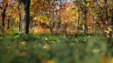 Cute squirrel jumping on green grass with yellow leaves in autumn park. Stock Footage 221435856