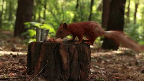 Cute squirrel jumps on a stump and takes a nut 스톡 동영상 197018397