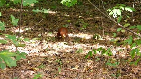 A cute squirrel is looking for nuts in the forest. Stock Footage 140209318