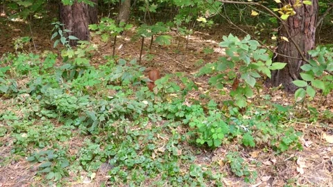 A cute squirrel is looking for nuts in the forest. Stock Footage 140209352