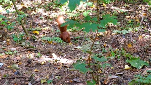 A cute squirrel is looking for nuts in the forest. Stock Footage 140209354