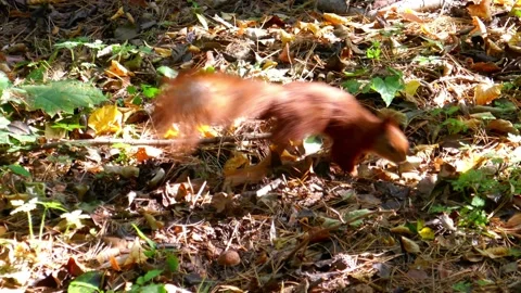 A cute squirrel is looking for nuts in the forest. Stock Footage 140209361