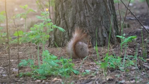 Cute Squirrel Looking for Nuts in Summer Forest Stock Footage 108732931