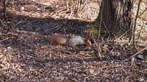 A cute squirrel is looking for something while sitting under a tree Stock Footage 307512793