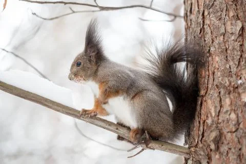 Cute squirrel looking at winter scene, snowy park or forest Stock Photos