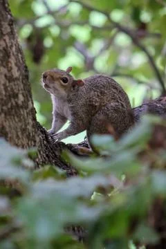Cute squirrel looks up Stock Photos