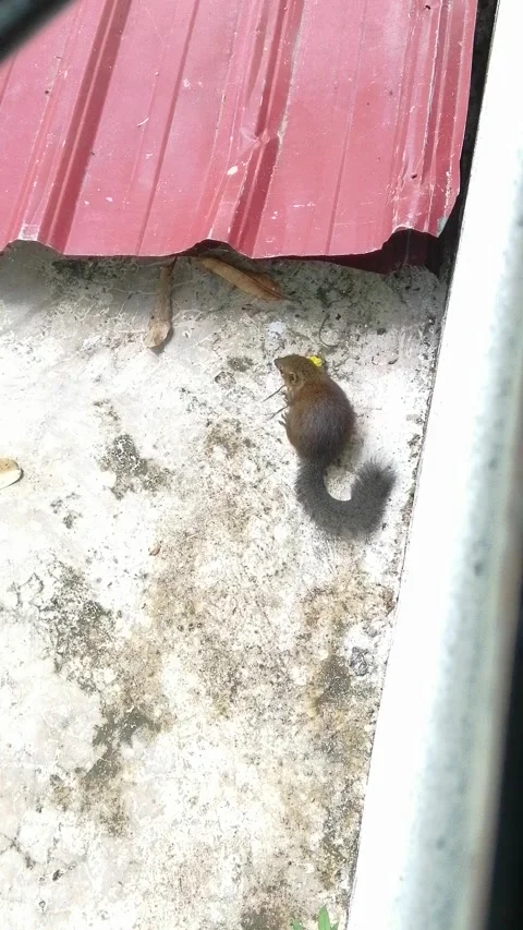 Cute squirrel lost at my house Stock Footage 308062416
