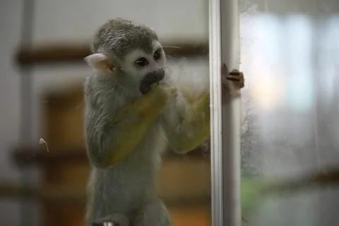 Cute Squirrel Monkey Eating Inside Enclosure at Zoo, Close-Up Stock Photos