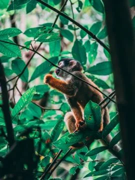 Cute squirrel monkey eating in a tree branch Stock Photos