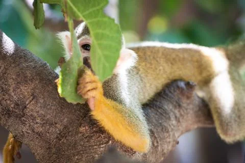 Cute Squirrel Monkey looking playfully through leafs Stock Photos