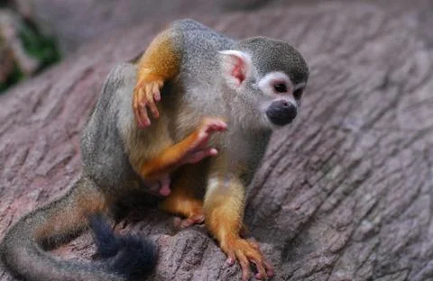 Cute Squirrel monkey scratching itself with its rear leg Stock Photos
