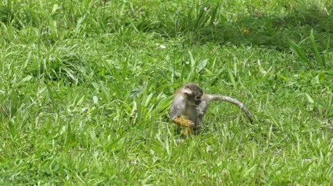 Cute Squirrel Monkey Walking Through the Grass Stock Footage 10887912