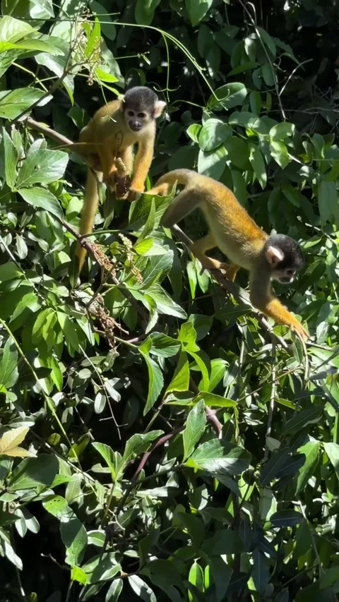 Cute squirrel monkeys exploring nature and jumping around in green vegetation Stock Footage 342874088