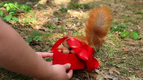 Cute squirrel opens red gift box from human hand closeup Stock Footage 314284238