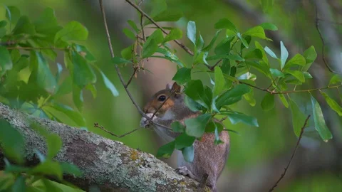 Cute Squirrel at Park - 76 Video stock 107074959