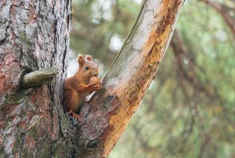 Cute squirrel in the park who eats a walnut. Wild animals among people Stock Photos