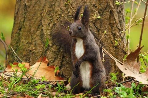 Cute squirrel in the park1 Stock Photos