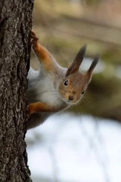 Cute squirrel peaking behind a tree Stock Photos