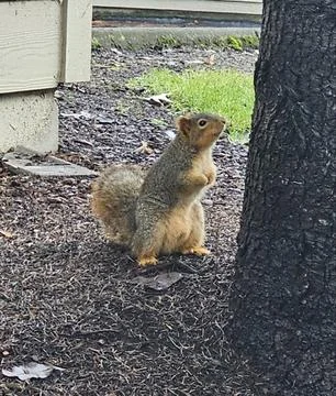 A cute squirrel perched on a tree, its tiny paws gripping the branch as it .. Stock Photos