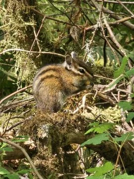 A cute squirrel perched on a tree, its tiny paws gripping the branch as it .. Stock Photos