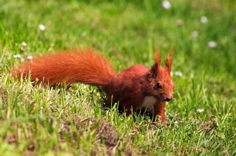 Cute squirrel Stock Photos