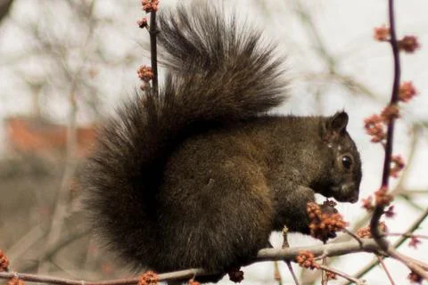 Cute Squirrel Stock Photos