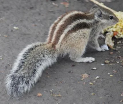 Cute squirrel Stock Photos