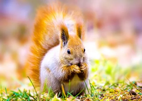 Cute Squirrel Stock Photos