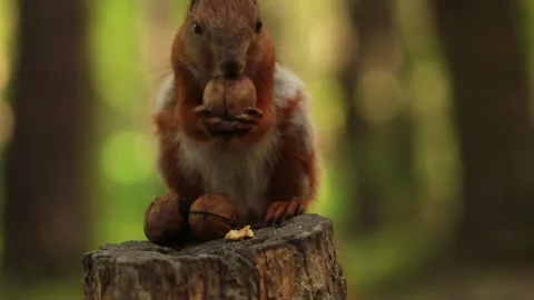 Cute squirrel picking nuts macro shot Vídeos de archivo 243180130