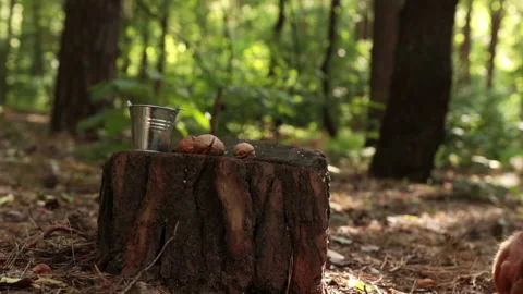 Cute squirrel picks up a nut from a stump in the forest Stock Footage 197018394