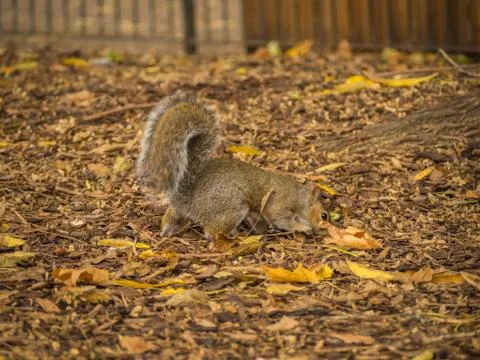 Cute squirrel playing with dry maple leaves in a park during daytime Stock Photos