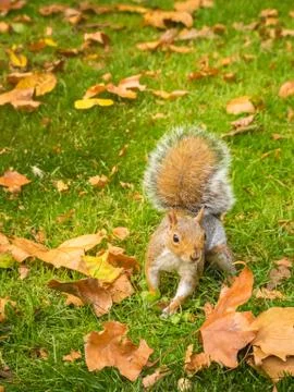 Cute squirrel playing with fallen dry maple leaves in a park during daytime Stock Photos