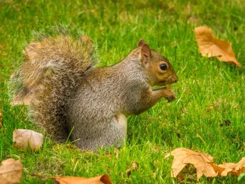 Cute squirrel playing with fallen dry maple leaves in a park during daytime Stock Photos