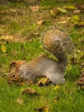 Cute squirrel playing with fallen dry maple leaves in a park during daytime Stock Photos