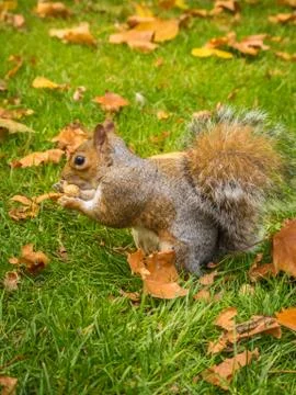 Cute squirrel playing with fallen dry maple leaves in a park during daytime Stock Photos