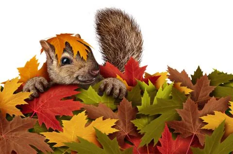 Cute Squirrel Playing In Leaves Stock Illustration