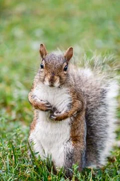 Cute Squirrel Portrait in Grass Close Up Wildlife Animal Nature Scene Stock Photos