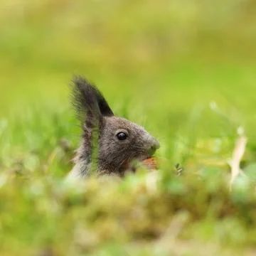 Cute squirrel portrait Stock Photos
