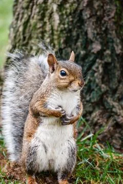 Cute Squirrel Portrait By Tree Close Up Wildlife Animal Nature Scene Stock Photos