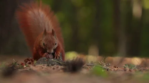 Cute squirrel pulls out a walnut Stock Footage 139090495