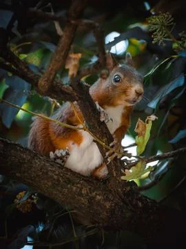 A cute squirrel relaxing on a tree Stock Photos