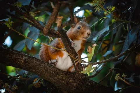 A cute squirrel relaxing on a tree Stock Photos