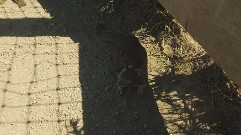 Cute Squirrel Resting On The Ground In The Middle Of The Day Stock Footage 345757230